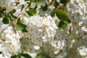 GLOW GIRL SPIREA 20CM - image 2