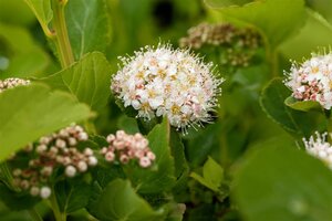 GLOW GIRL SPIREA 20CM - image 3