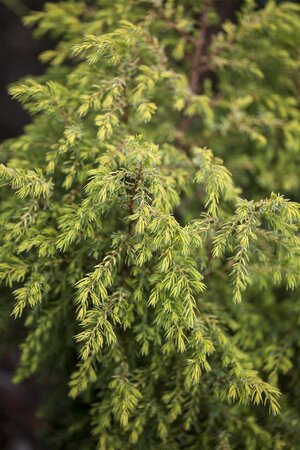 GOLD CONE JUNIPER 40CM