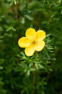 GOLD FINGER POTENTILLA 40 CM - image 5