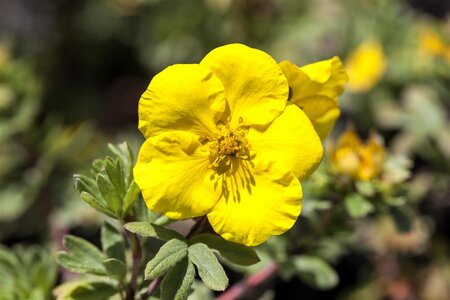 GOLD FINGER POTENTILLA 40 CM - image 2