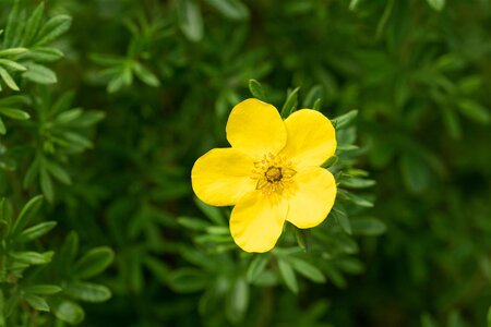 GOLD FINGER POTENTILLA 40 CM - image 4