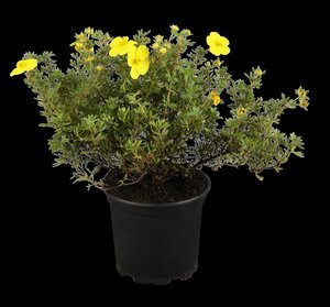 GOLD FINGER POTENTILLA 40 CM - image 1