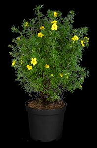 GOLD FINGER POTENTILLA 40 CM - image 3