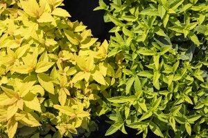 GOLD FLAME SPIREA 30 CM - image 2