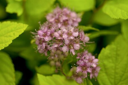 GOLD FLAME SPIREA 40 CM - image 1