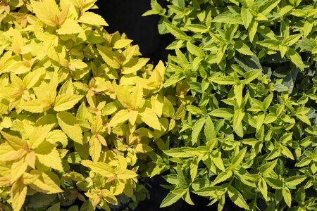 GOLD FLAME SPIREA 40 CM - image 2