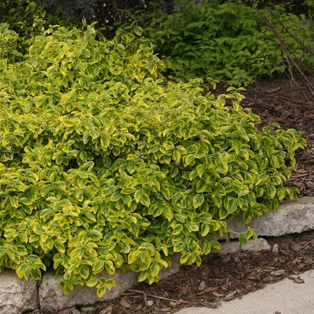 GOLD SPLASH EUONYMUS 30CM