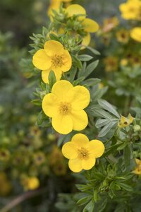 GOLD STAR POTENTILLA 30 CM - image 1