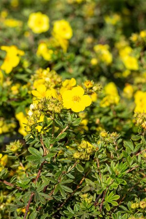 GOLD STAR POTENTILLA 30 CM - image 4