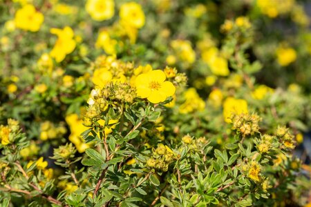 GOLD STAR POTENTILLA 30 CM - image 3