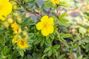 GOLD STAR POTENTILLA 30 CM - image 2