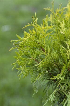 GOLDEN GLOBE CEDAR 30 CM - image 4