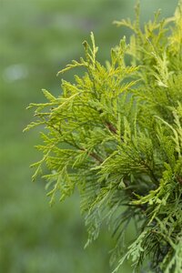 GOLDEN GLOBE CEDAR 30 CM - image 4