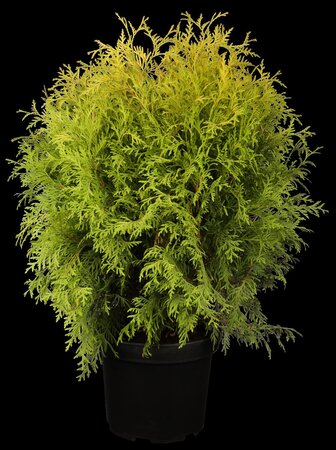 GOLDEN GLOBE CEDAR 30 CM - image 1