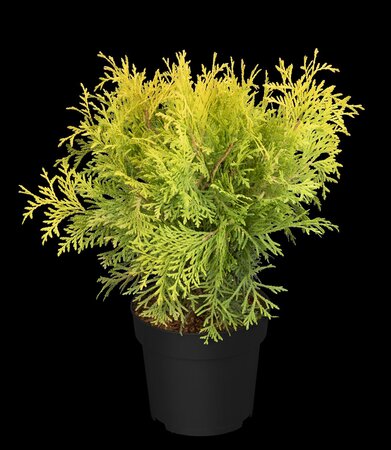 GOLDEN GLOBE CEDAR 30 CM - image 6