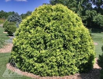 GOLDEN GLOBE CEDAR 30 CM