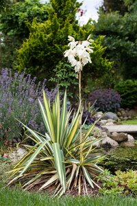 GOLDEN SWORD YUCCA 30CM - image 2