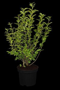 GOLDEN VARIGATED PRIVET 40CM  - image 1