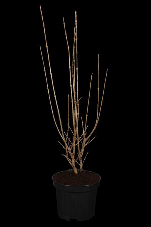 GOLDEN VARIGATED PRIVET 40CM  - image 2