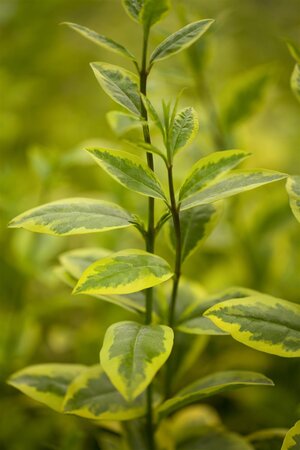 GOLDEN VARIGATED PRIVET 40CM  - image 5