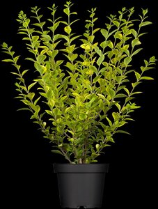 GOLDEN VARIGATED PRIVET 40CM  - image 3