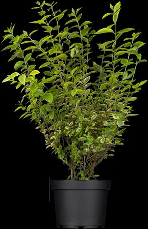 GOLDEN VARIGATED PRIVET 40CM  - image 4