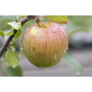 GRAVENSTEIN APPLE DWARF (M27)