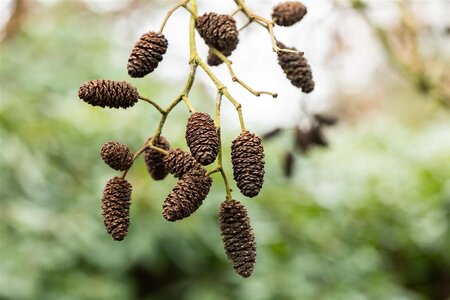 GREEN ALDER 60CM (ALNUS CRISPA)