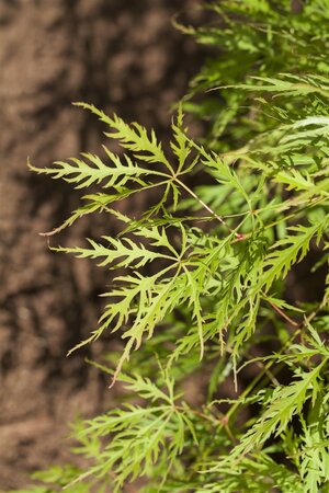 GREEN CUTLEAF JAPANESE MAPLE 50CM - image 1