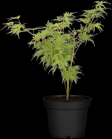 GREEN CUTLEAF JAPANESE MAPLE 50CM - image 2