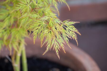 GREEN CUTLEAF JAPANESE MAPLE 50CM - image 4