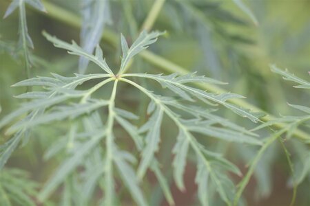 GREEN CUTLEAF JAPANESE MAPLE 50CM - image 5