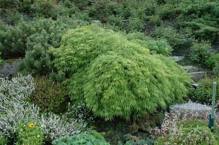 GREEN CUTLEAF JAPANESE MAPLE 50CM - image 3