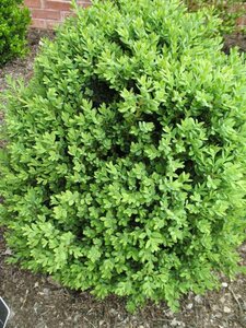 GREEN MOUND BOXWOOD 40CM