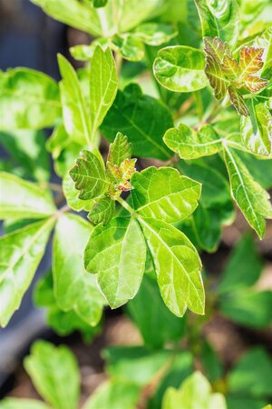 GRO-LOW FRAGRANT SUMAC 40CM  - image 3