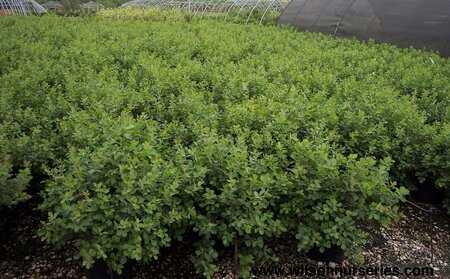 GRO-LOW FRAGRANT SUMAC 40CM  - image 1