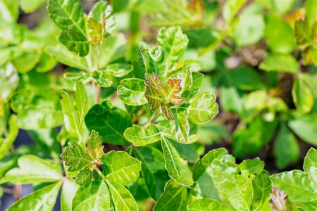 GRO-LOW FRAGRANT SUMAC 40CM  - image 4