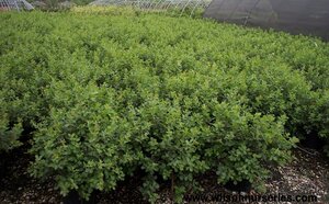 GROW LOW SUMAC 30 CM