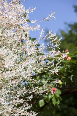 HAKURO NISHIKI DAPPLED WILLOW 2G - image 2