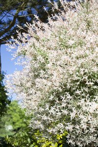 HAKURO NISHIKI DAPPLED WILLOW 2G - image 3