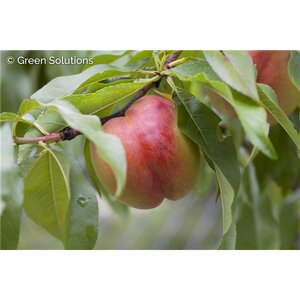 HARDY RED NECTARINE SEM-DWARF V