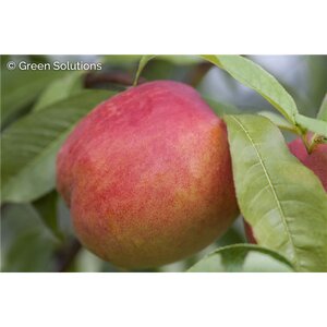 HARKO NECTARINE SEM-DWARF V