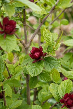 HARTLAGE WINE CALYCANTHUS ALLSPICE 60C - image 4