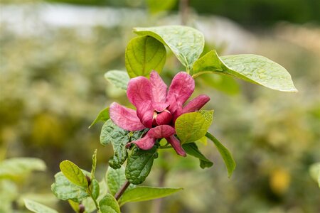 HARTLAGE WINE CALYCANTHUS ALLSPICE 60C - image 2