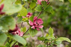 HARTLAGE WINE CALYCANTHUS ALLSPICE 60C - image 3