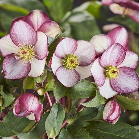 HELLEBORUS HGC ICE N ROSES ROSADO 1G