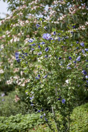 HIBISCUS BLUE BIRD 30 CM - image 2