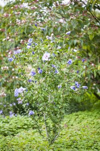 HIBISCUS BLUE BIRD 30 CM - image 5