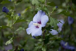 HIBISCUS BLUE BIRD 30 CM - image 3